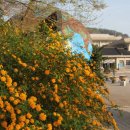 야생화편지 이미지