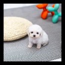 힐링애견샵 이미지