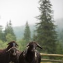 가실골농장 이미지