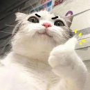 [대외활동] 후기 &amp; TIP / CJ프레시웨이 캠퍼스 앰버서더 1기 (마케팅 대외활동, HR 대외활동, 채용 마케팅)