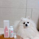 더케어벳 이미지