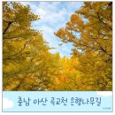 (주)충남구급센타 | 아산 은행나무길 곡교천 단풍 실시간 현황 주차장 충남 가볼 만한 곳