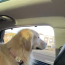 CU 밀양무안사명로점 | 견종 제한 없는 대구 근교 애견동반 숙소 :: 몽썸💫