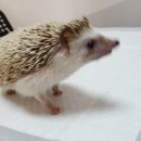 서울한빛동물병원 이미지