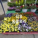 김포꽃집 몽플로리 개업화분 화환 한번에 해결 가능한 매장