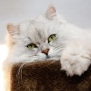 태능동물병원 이미지