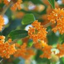 초은농장 이미지