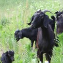 상술농장 이미지