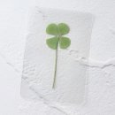 행운상사 이미지