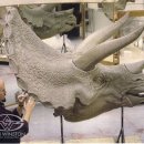 트리케라톱스-2 이미지