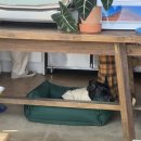 프불하우스 이미지