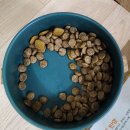 우리집 똥강아지 | [파미나 벳라이프] 신질환 강아지를 위한 선택, 파미나 처방식 벳라이프 독 레날