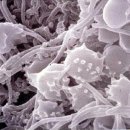 킴바이오 이미지