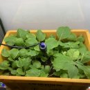 새 봄 쉽게 가꾸는 실내 가드닝 | 🥇 결국 다 죽었습니다... 아들이 버리고 간 수족관, 텃밭으로 개조했더니 생긴 충격적인 결과