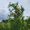 율리2농장 이미지