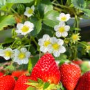 원원농장 이미지