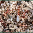 스카이통신 이미지