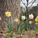 금수산 농원 이미지