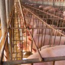 대덕농장 이미지