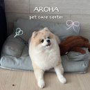 아로하 반려동물 케어 센터 | 김해 동상동 아로하 강아지 애견미용 잘하는곳 추천 내돈내산 후기