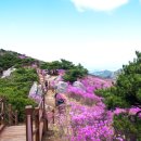 참꽃삼겹살