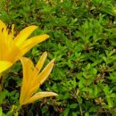 신간교 | 고문진보(古文眞寶) 후집(後集) 제2권 7 元結(원결) - 大唐中興頌(대당중흥송) 당나라를 중흥시킨 위업...