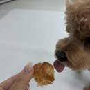 꼬숩당개 이미지