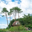 양양 스테이나무 이미지