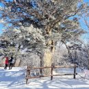 태백산목장 | 2026 태백산 눈꽃축제 실시간 정보와 일출 산행 꿀팁