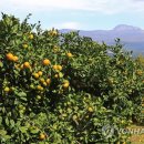 김선호농장 이미지