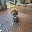 상도그 검암점 이미지