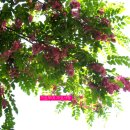 꽃아까시나무 이미지