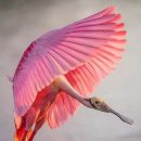 Roseate Spoonbill. 이미지