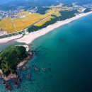 맹방유채꽃마을 이미지