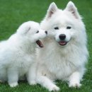 하얀강아지 이미지