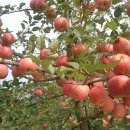 농부의 꿈 이미지