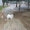 견미소 이미지