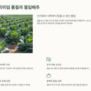 두암 삼성홈플러스 앞 | 가을 김장 홈플러스 절임배추 사전예약 및 구매 바로가기!