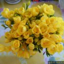 후리지아 이미지