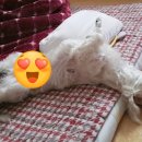 피정현 동물병원 이미지