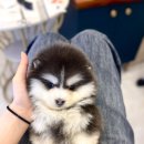 대주사료 애견샵 | 김해애견샵 알아보다가 테일러퍼피 상담이 인상 깊었던 이유