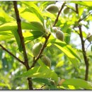 허난설헌생가터 이미지