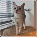 컴투펫 | 충북고양이무료입양 기회는 바로 여기