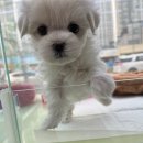 이츠펫 온양점 이미지