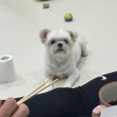 수제탕수육명가홍탕 이미지