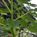 김종농장 이미지