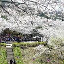 안산벚꽃음악회 이미지