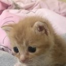 나와고양이 이미지