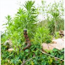 배암농장 이미지