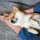 꼼지락 강아지 이미지